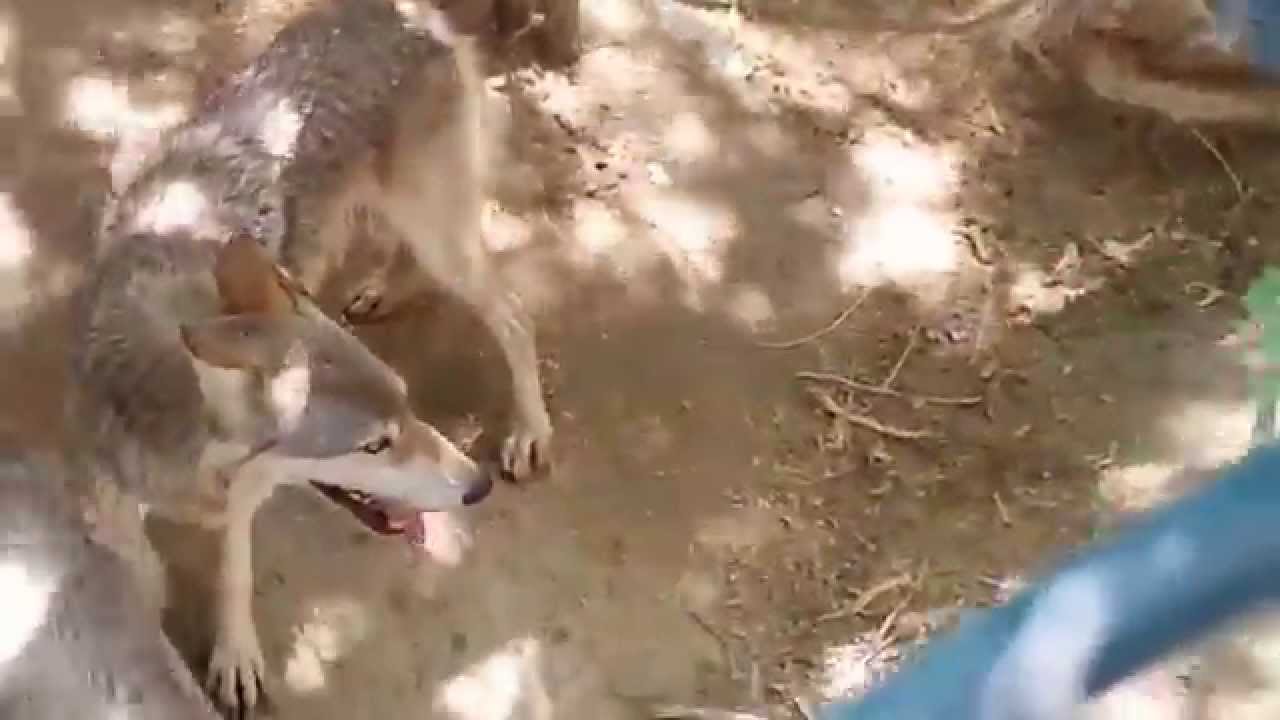 European Wolf at Kuwait Zoo. 23.06.2014.