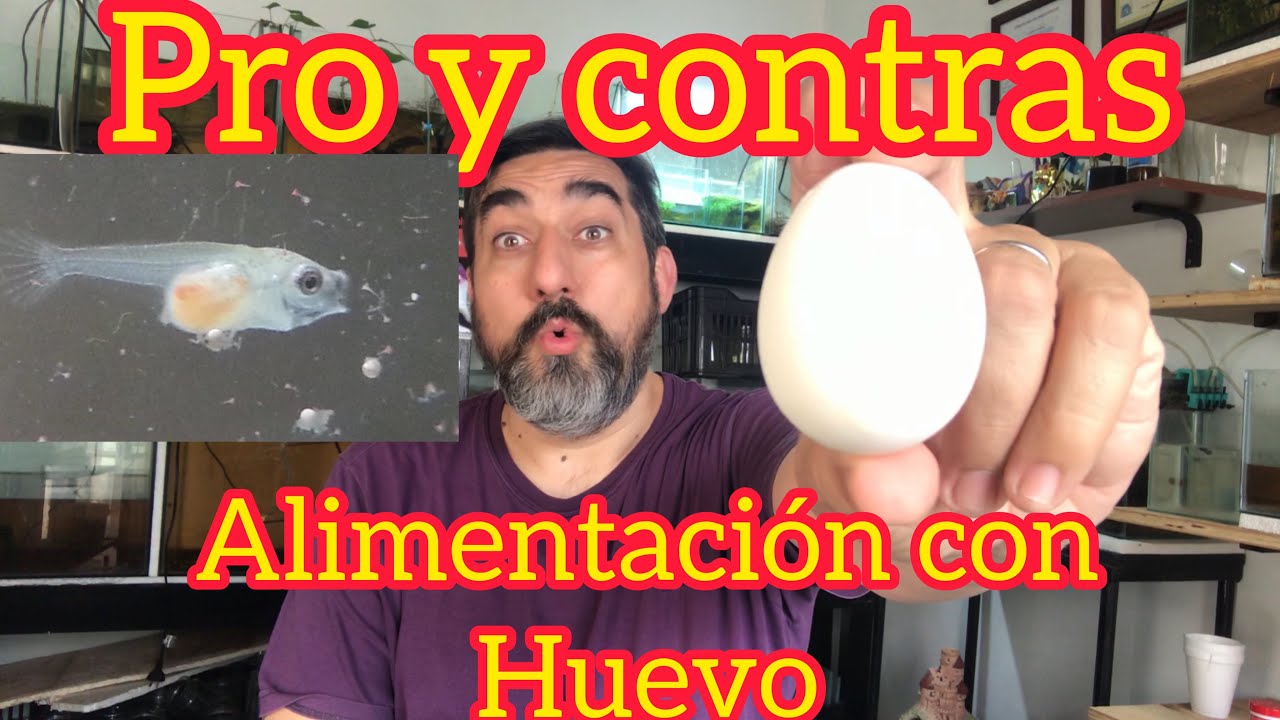 Como alimentar con HUEVO a mis bettas! BETTACLUBARGENTINA