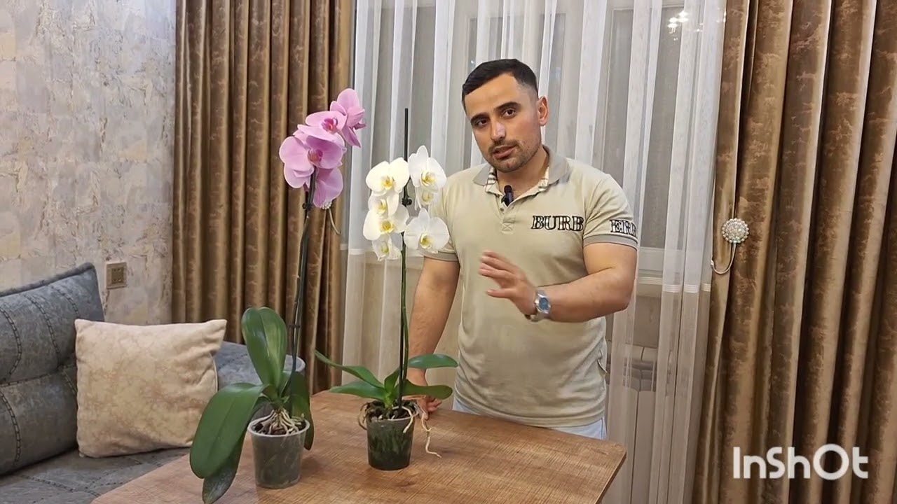 Orxideya baxımı . Bu bitki haqda məlumatlar @AqibOsmanlı1994