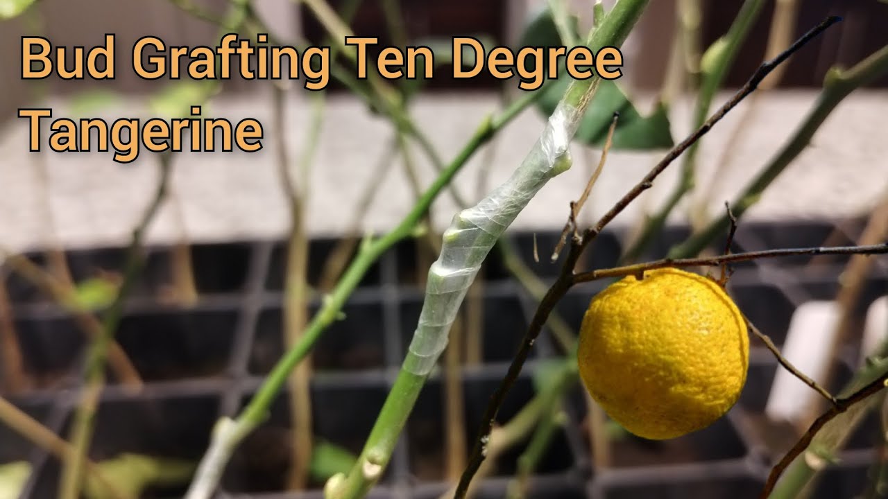 How To Bud Graft Citrus - Ten Degree Tangerine onto Taiwanica Lemon!