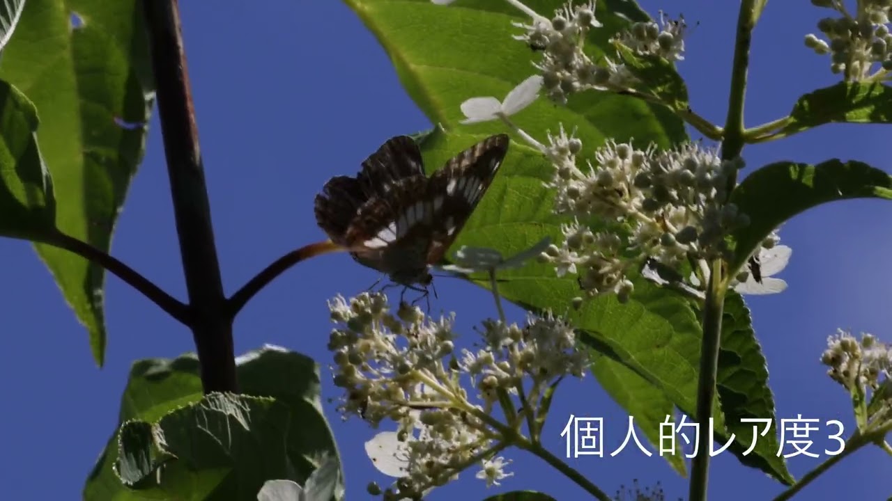 アサマイチモンジ