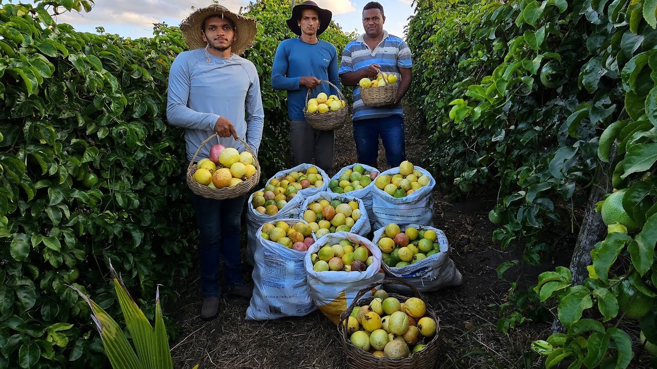 Super  COLHEITA de MARACUJÁ em nossa plantação//produção a mil - será que dá lucro?