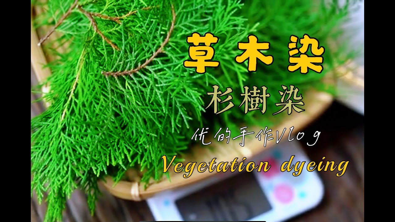 【治愈系天然生活】草木染~杉树染（Vegetation dyeing）