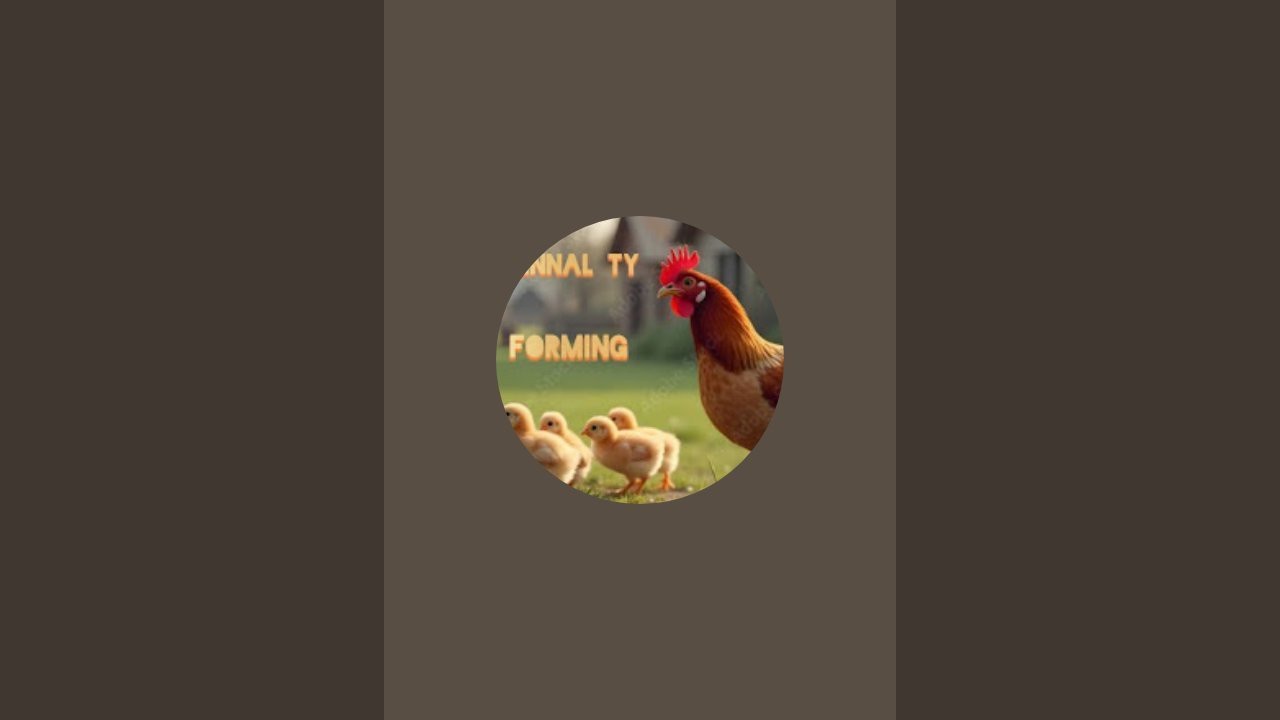 How to poultry in house /Poultry forming in house /