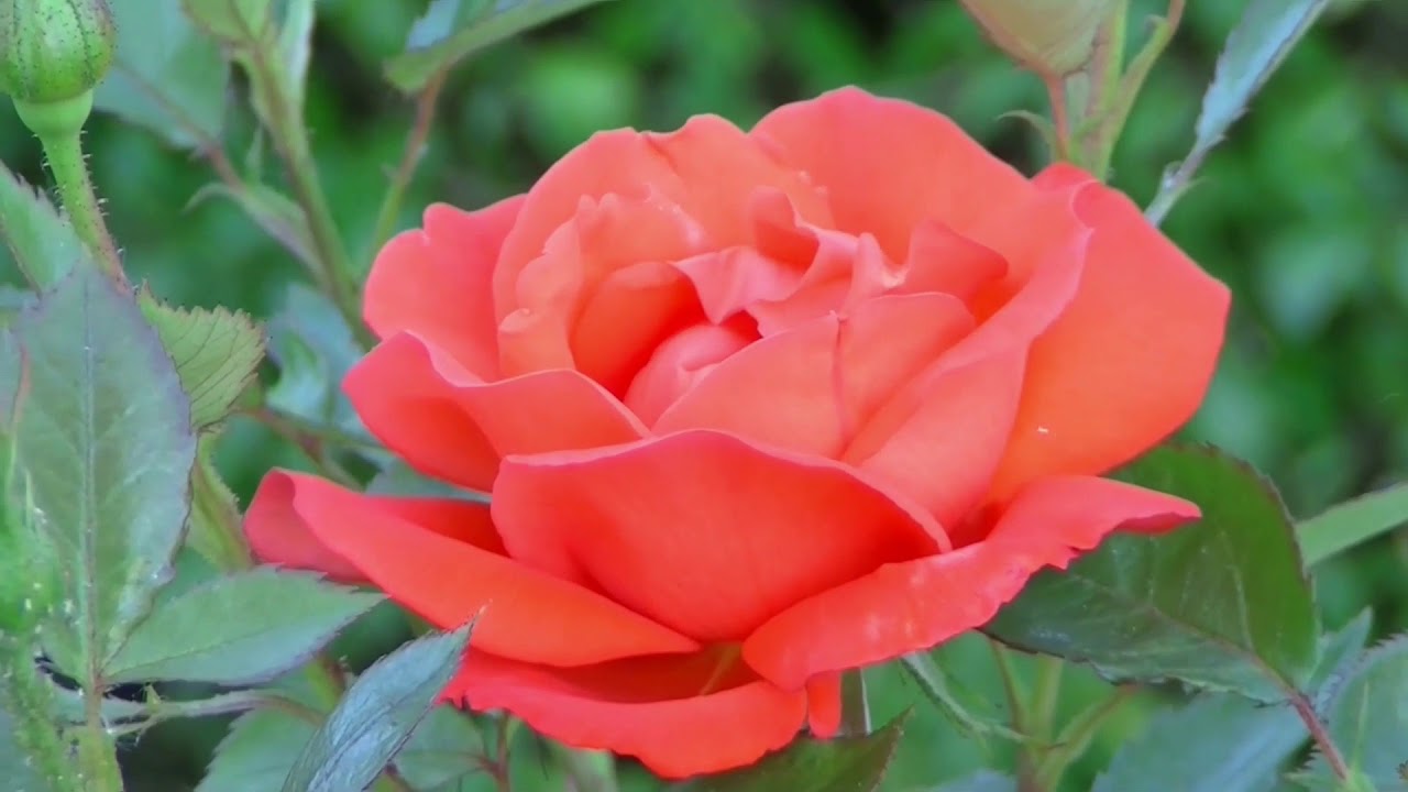 World best nature | Rose Flower