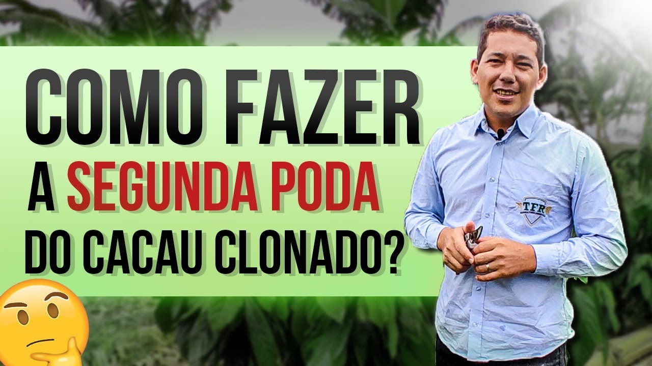 COMO FAZER A 2º PODA DE FORMAÇÃO DO CACAU CLONADO!