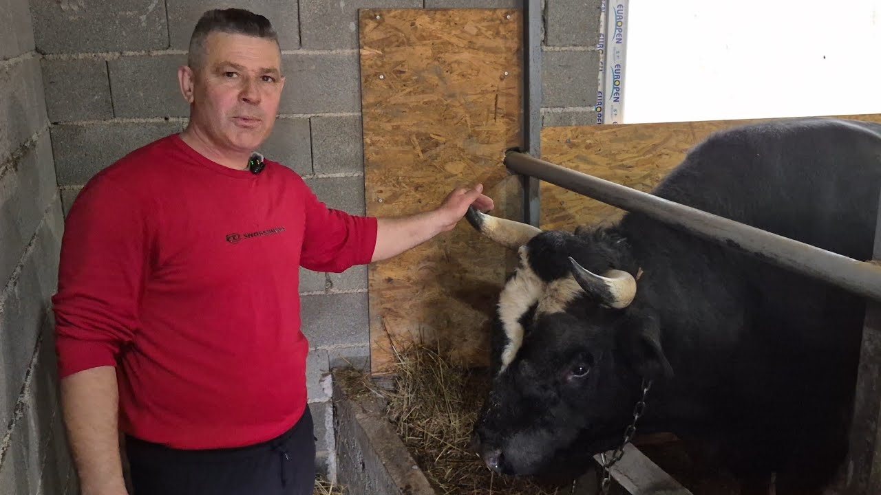 Potomak legendarne Crne Mamabe i Mališa – aduti Envera Patkovića