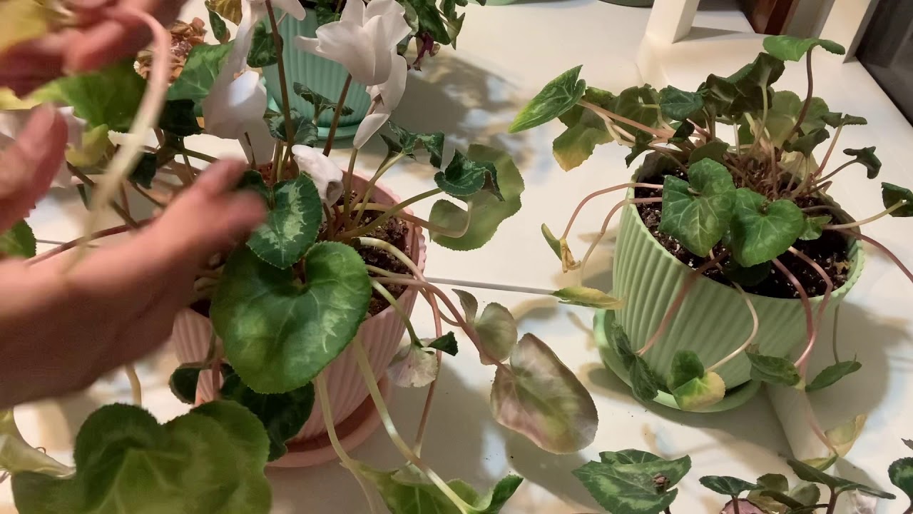 Cyclamen mantenimiento!!!