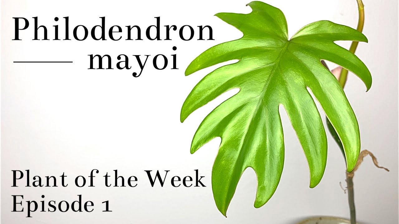 How To Care For Philodendron mayoi | Plant Of The Week Ep. 1