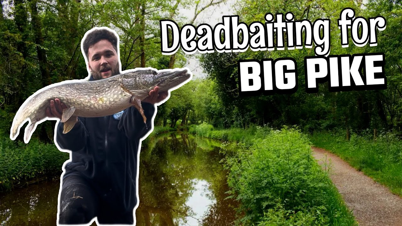 Deadbaiting for BIG PIKE in canal - Pike Fishing UK