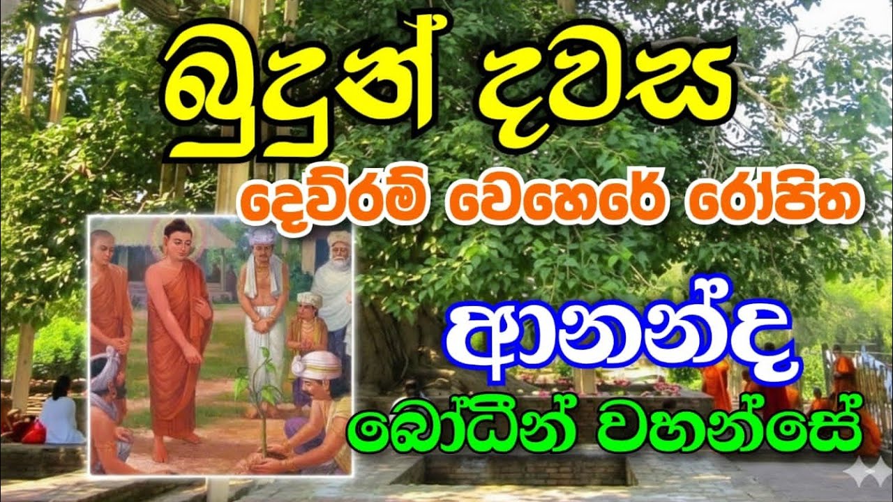 ✋බුදුන් දවස සැවැත්නුවර ජේතවනාරාමයේ රෝපිත ආනන්ද බෝධීන් වහන්සේ අභියස 