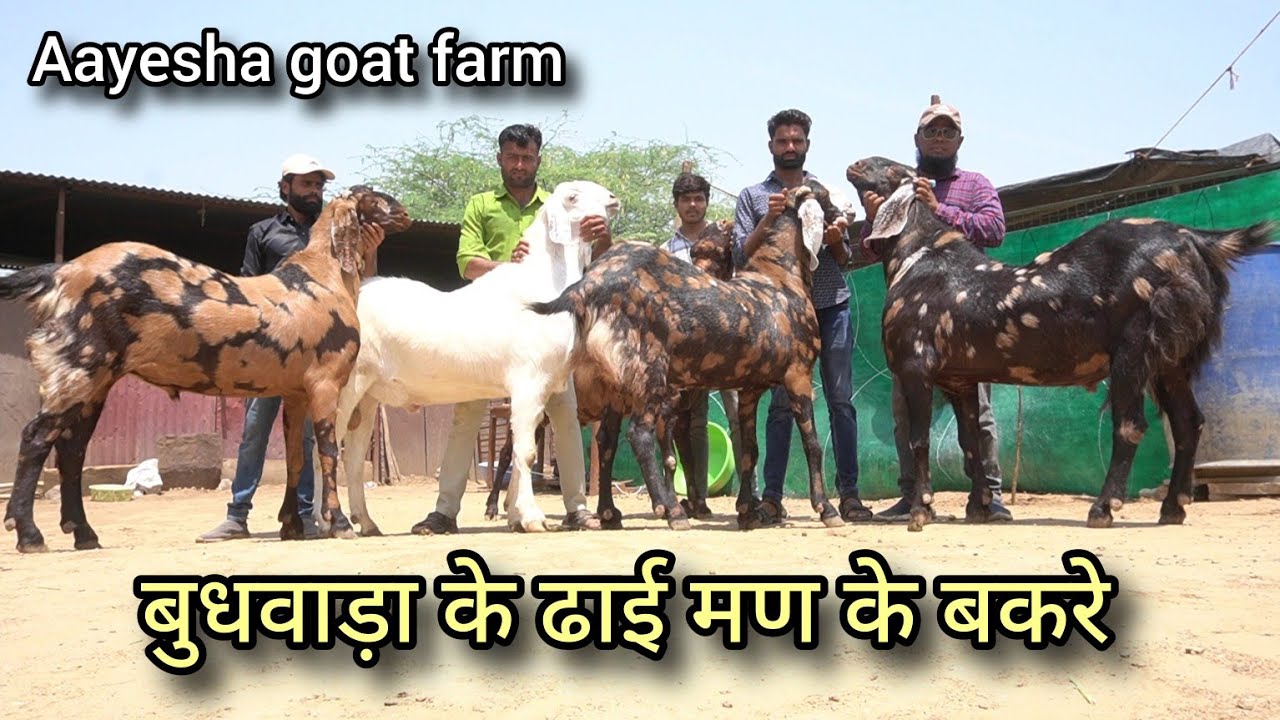 100 प्लस बकरीद के बकरे | ajmer bakra traders bakrid goat