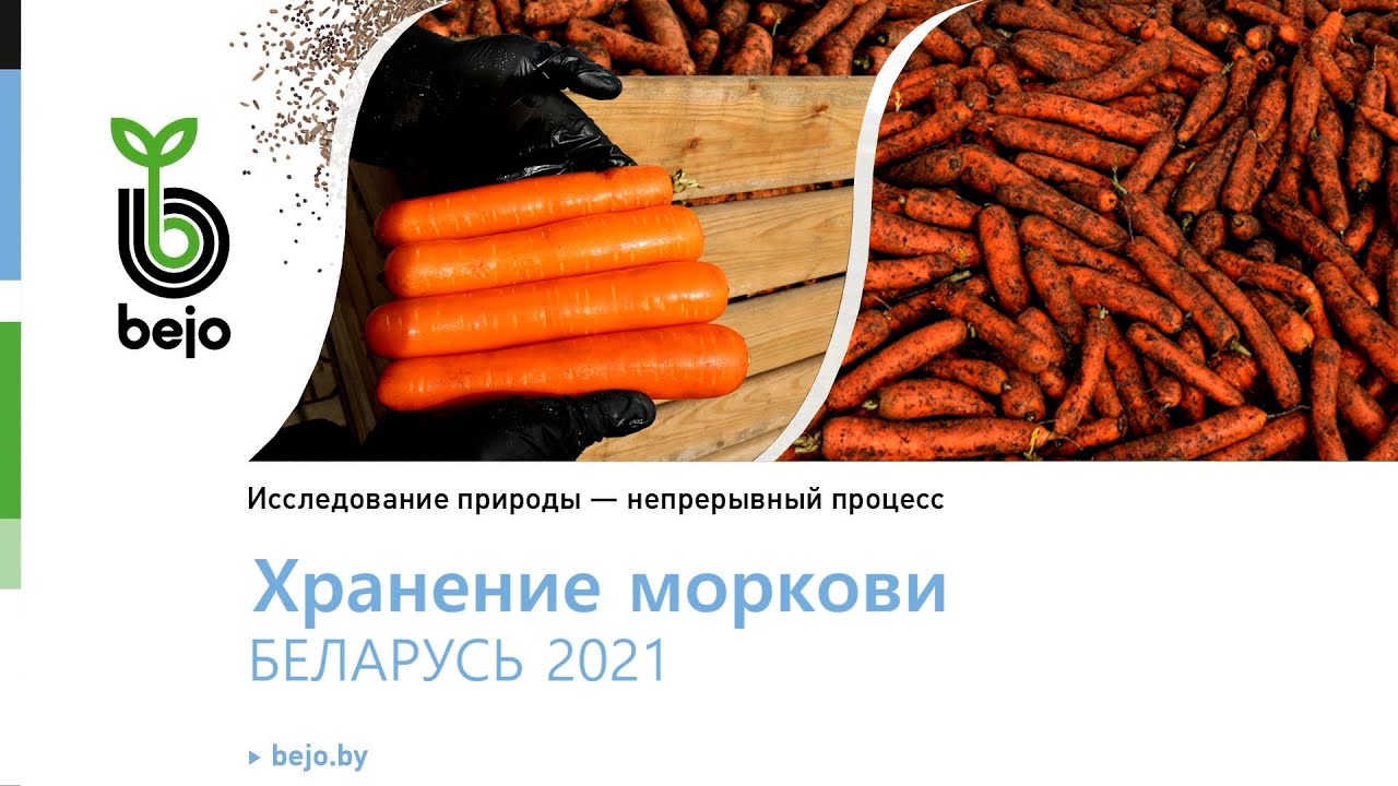 Хранение моркови Натуна F1