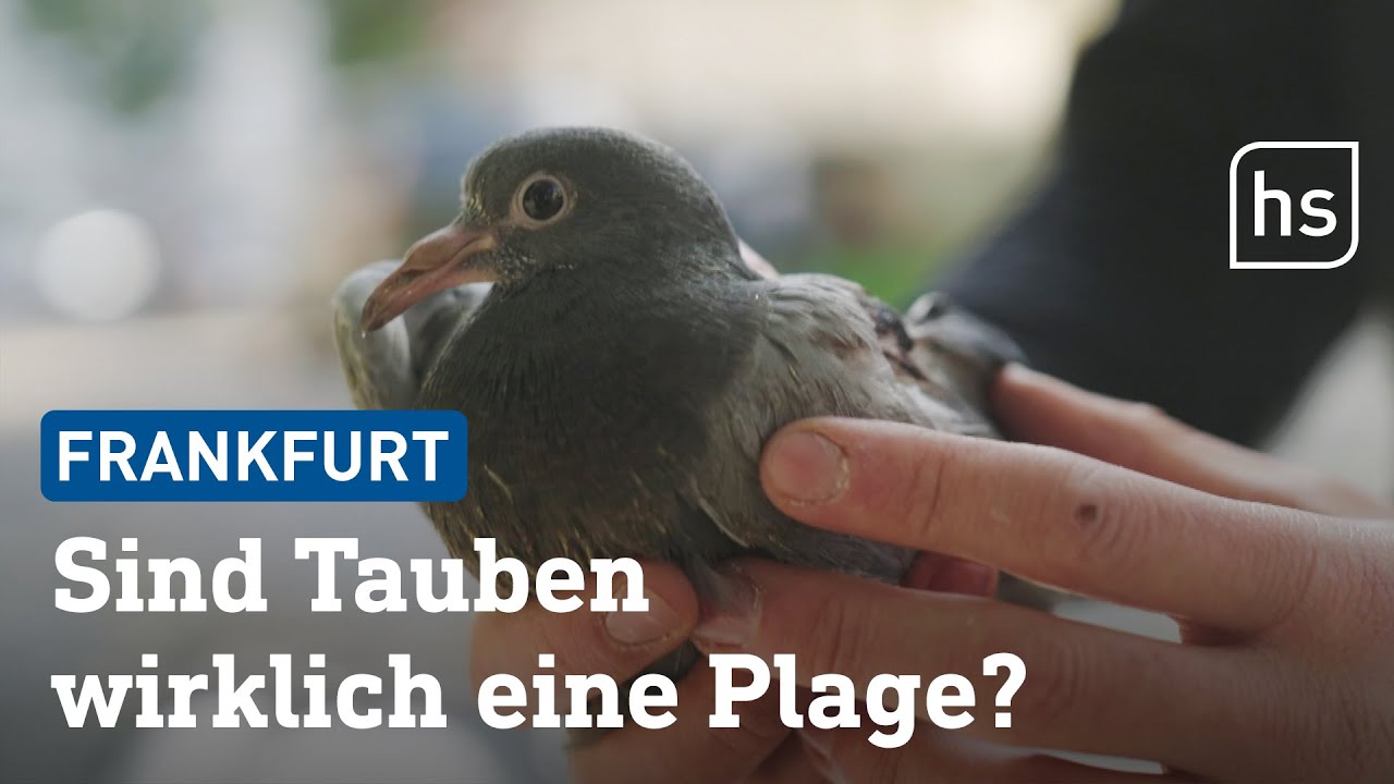 So geht es den Stadttauben in Frankfurt | hessenschau
