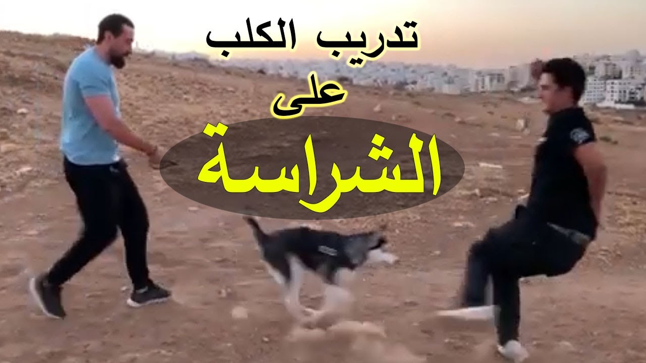 تدريب الكلب على الشراسة والثقه بالنفس