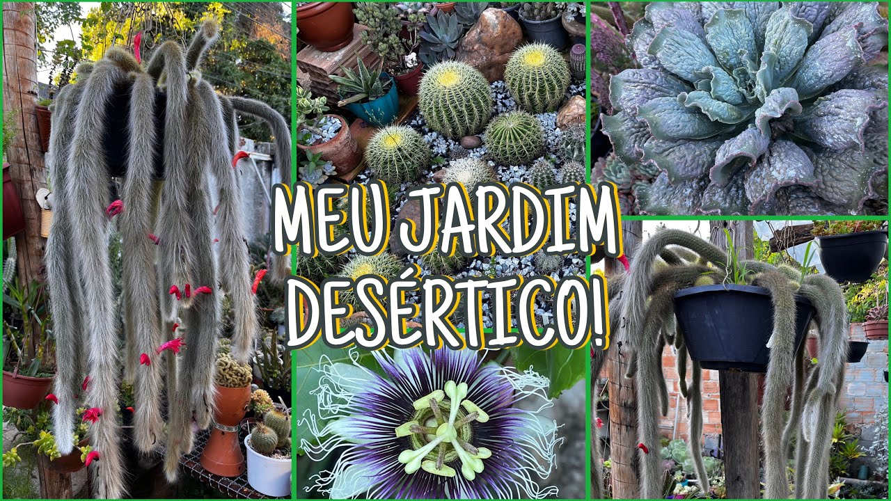 🌵✨ Meu Jardim Desértico – Cactos Plantados no Chão!