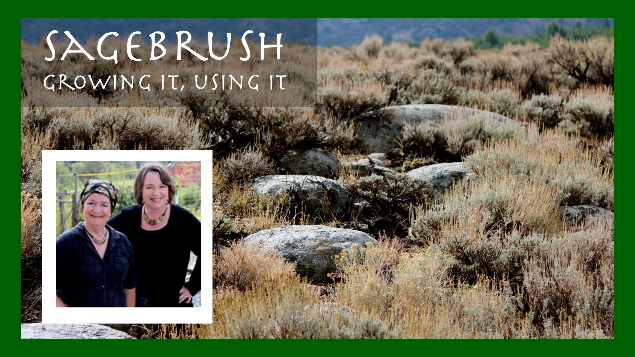 Sagebrush (Artemisia tridentata): A Drought-Tolerant Plant for you Garden (and other uses)
