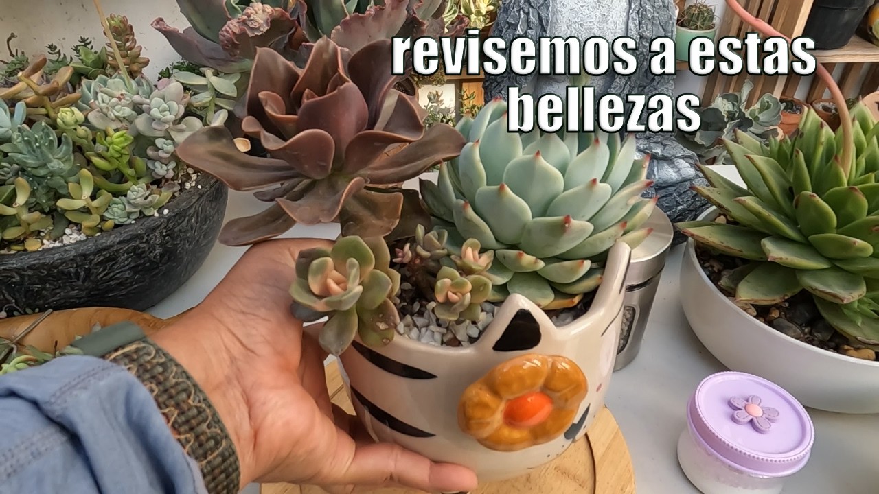 ahora quedaron mucho mejor estas suculentas🥰 | Planta Me