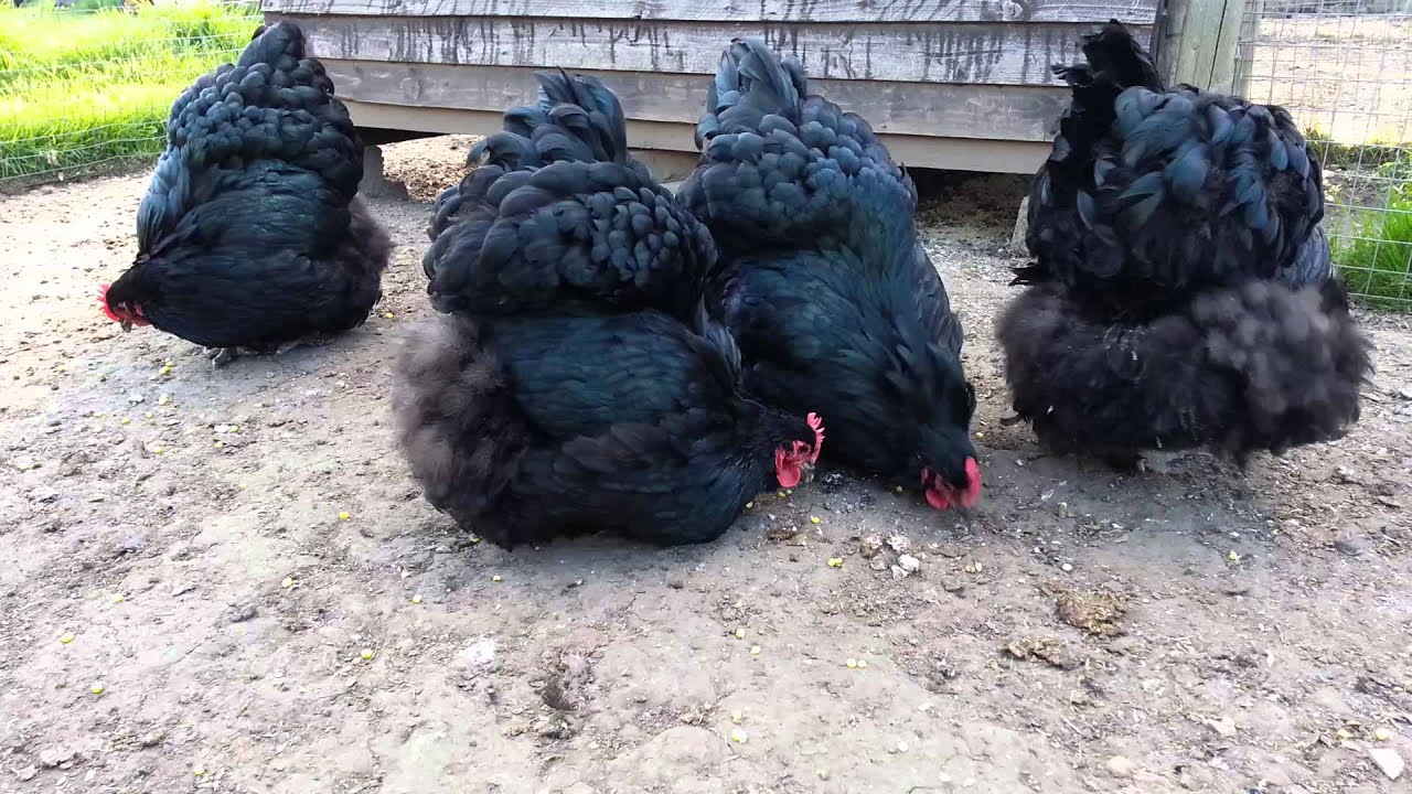 Black orpingtons