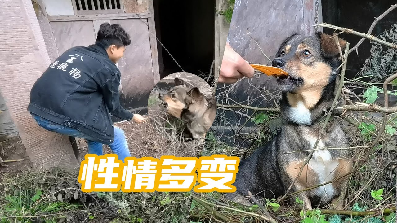 狗：我也不知道要不要咬你！？