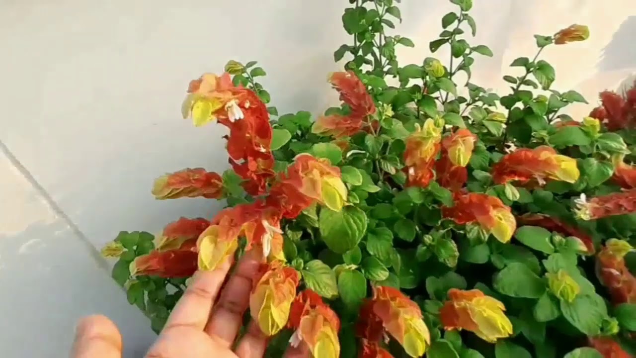 How to grow shrimp plant/ how to propagate by cutting shrimp plant/complete guide