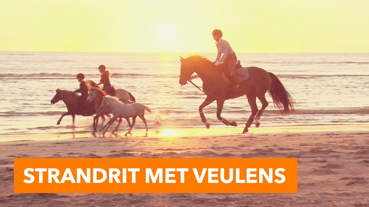 Strandrit met Eve en veulens | PaardenpraatTV