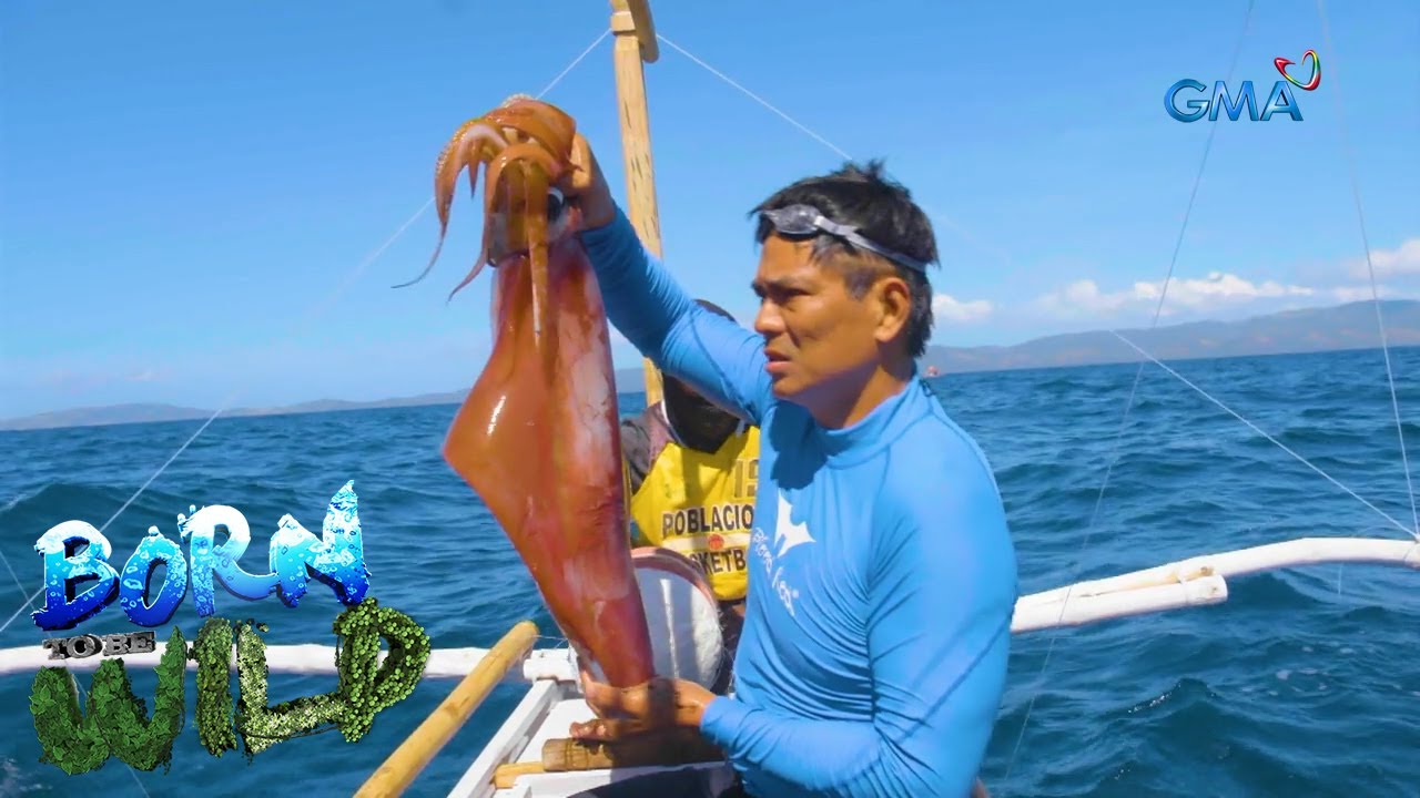 Catching ‘dalupapa’ or giant squids of Romblon | Born to be Wild