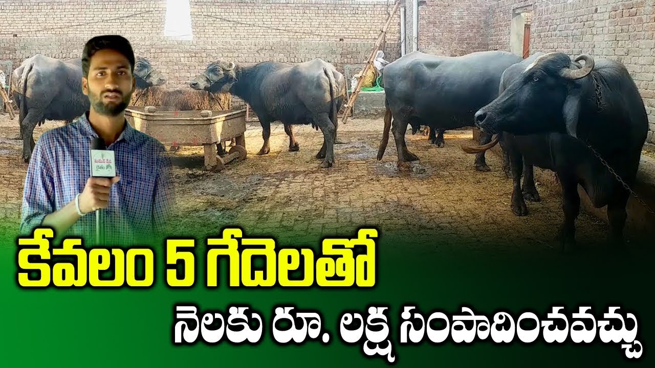 How to Get High Profits in Dairy Farm Business with 5 Buffaloes |  Dattatreya Reddy | SumanTV Rythu