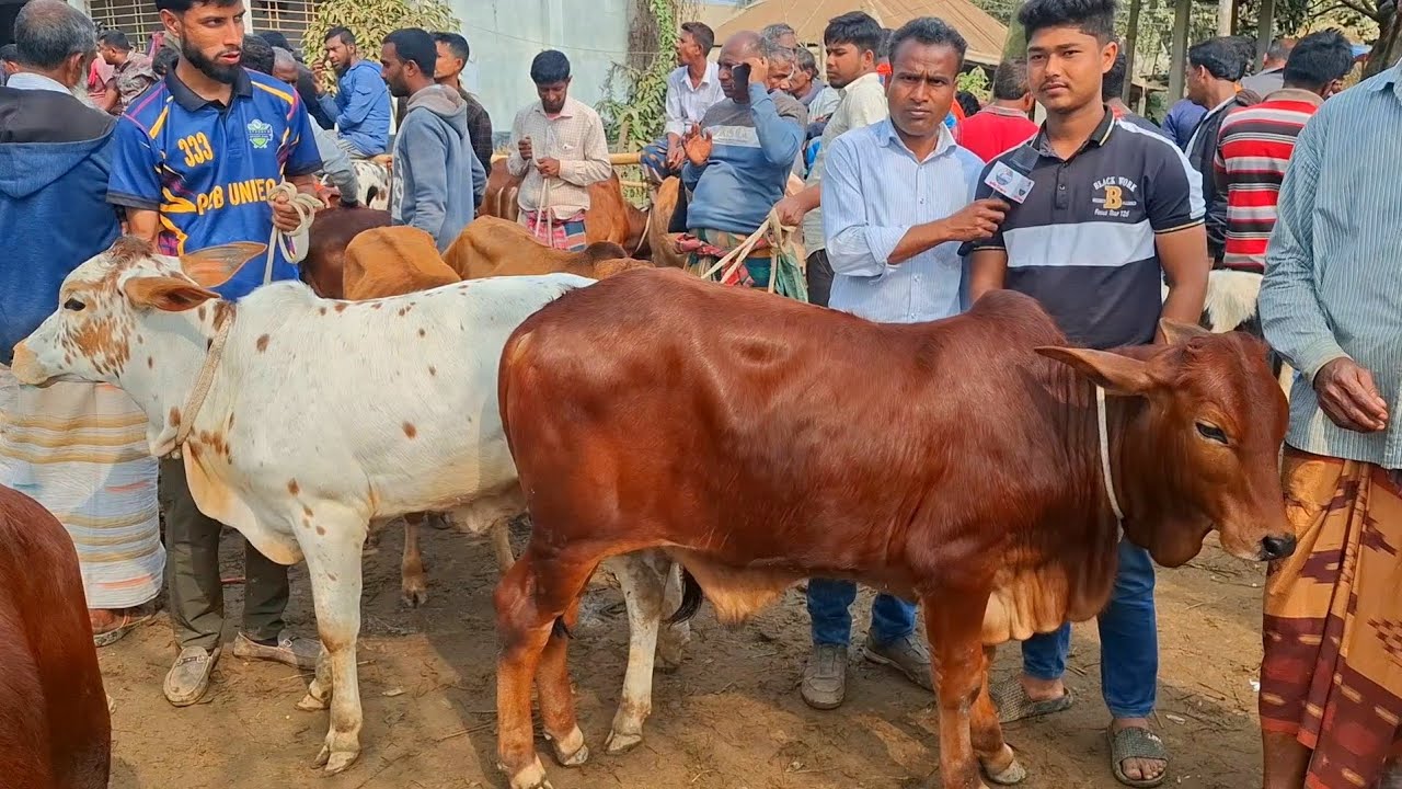৪ ফেব্রুয়ারি 2026| প্রচুর চাহিদা সম্পন্ন শাহীওয়াল জাতের ষাঁড় বাছুরের দাম | রানীগঞ্জ হাট | থেকে