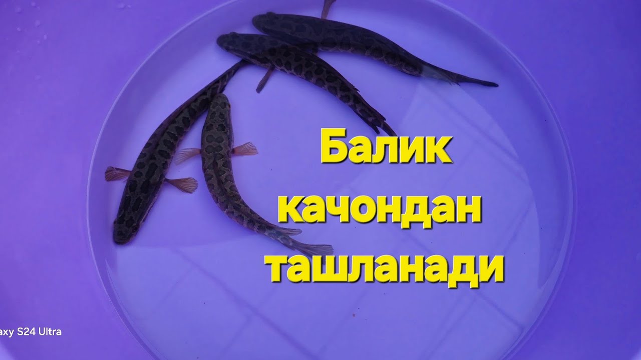 Баликни кайси ойдан ташланади