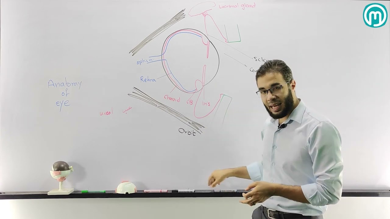 Anatomy of the eye