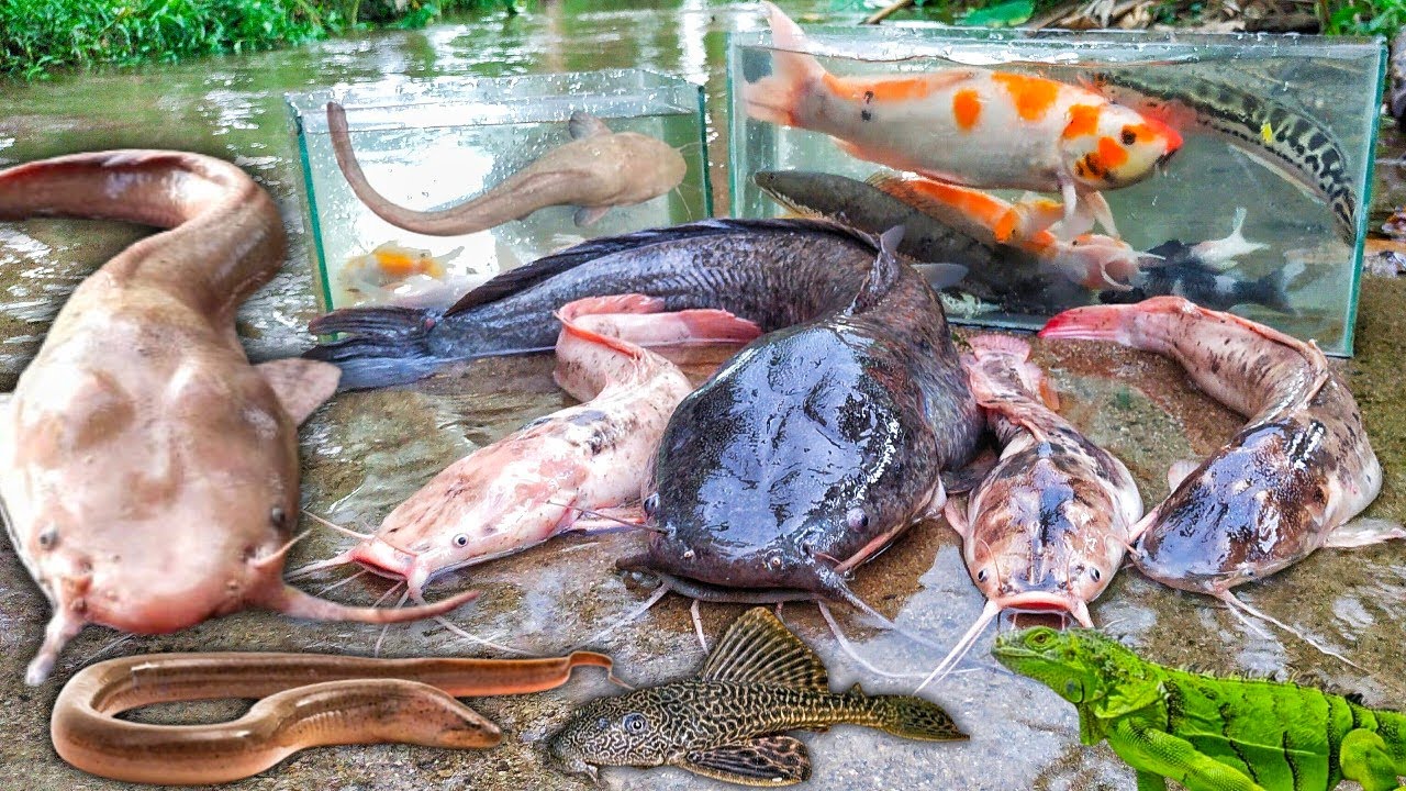 Wow Menangkap Ikan Lele Albino Dalam Lubang, Lele Raksasa, Ikan Toman, Ikan Gabus, Ikan Hias, Belut