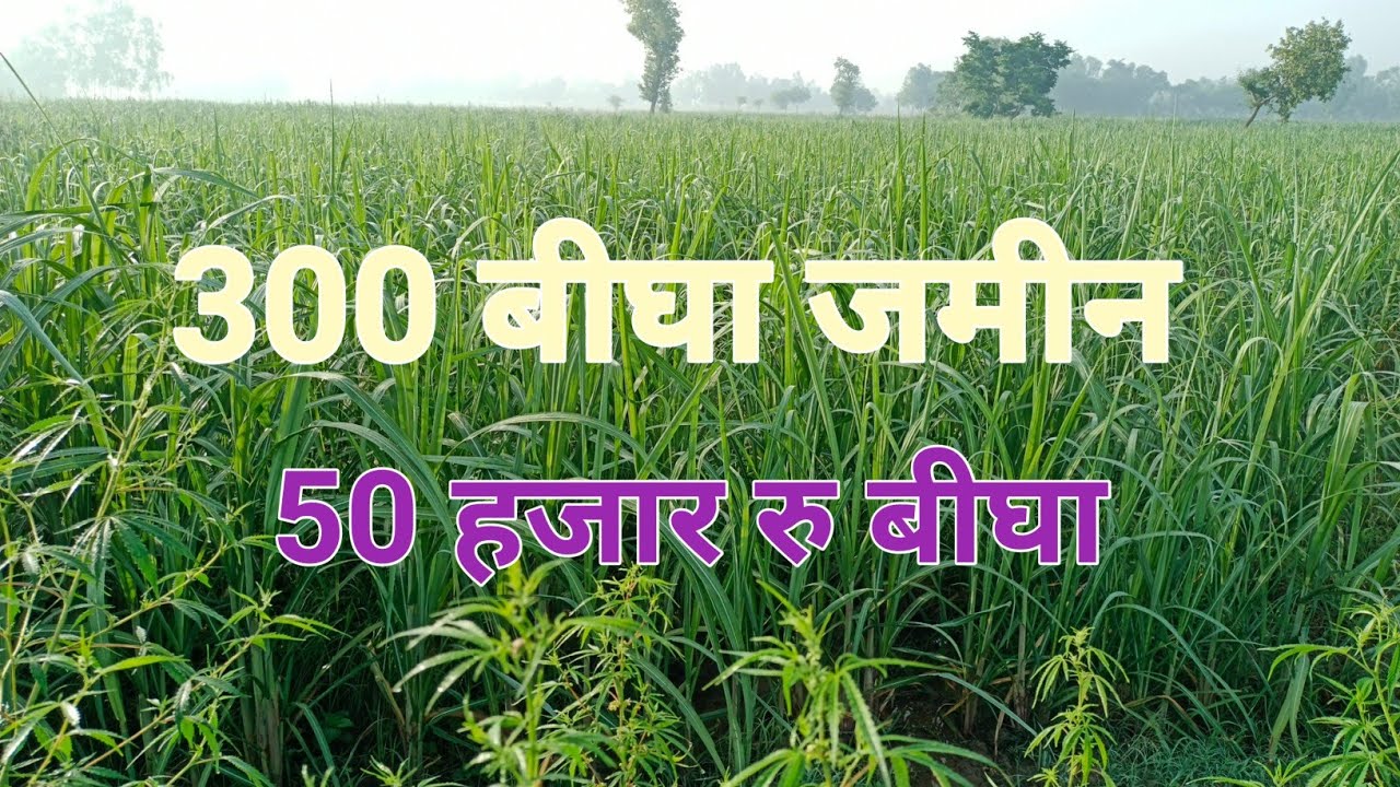 सीतापुर रामगढ चीनी मील के पास बिकाऊ जमीन | Sitapur Uttar Pradesh Land For Sale | Land For Sell |