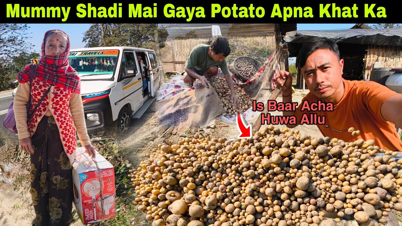 मम्मी शादी में चली गई असम | अपना खेत का आलू इस बार बहुत अच्छा हुआ 😍