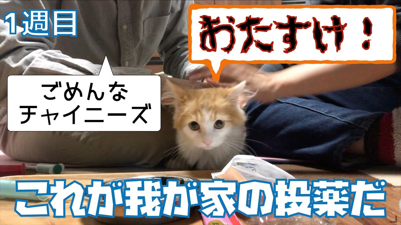FIP治療開始！我が家の投薬方法を解説【こはくさんのFIP闘病記録#2】