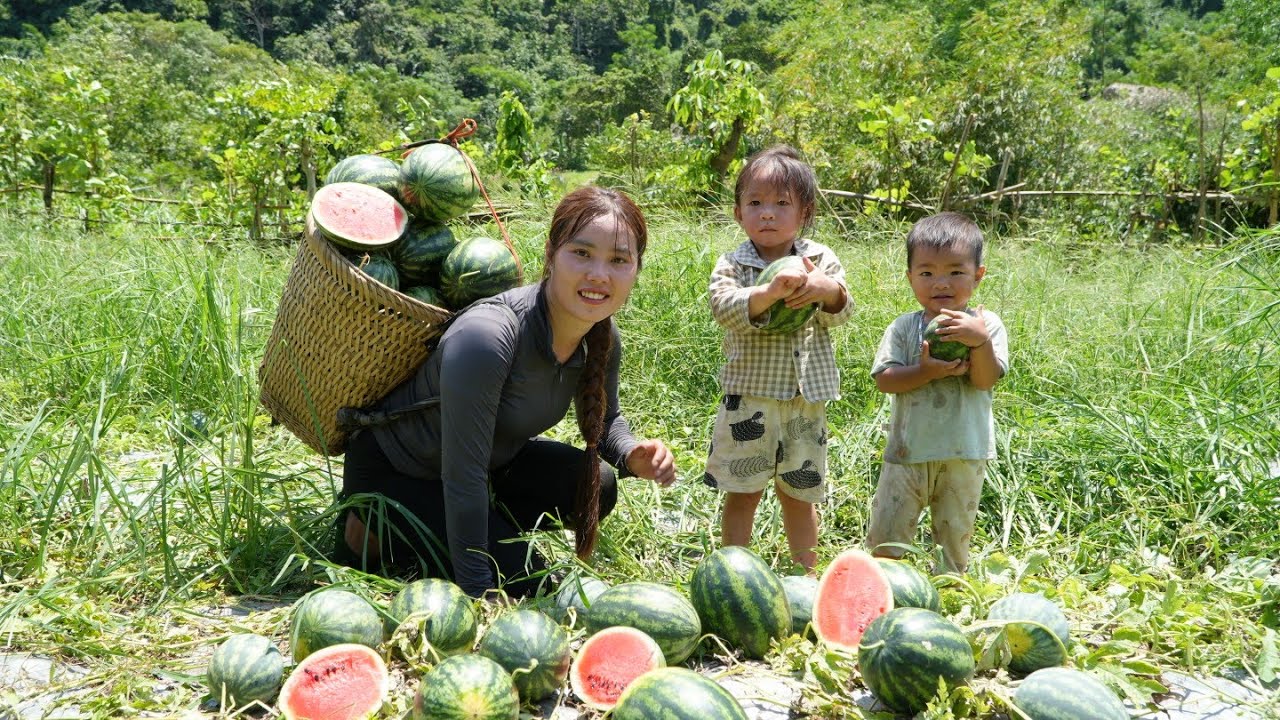Harvest giant watermelons to sell at the market - cook porridge for little daughter to eat