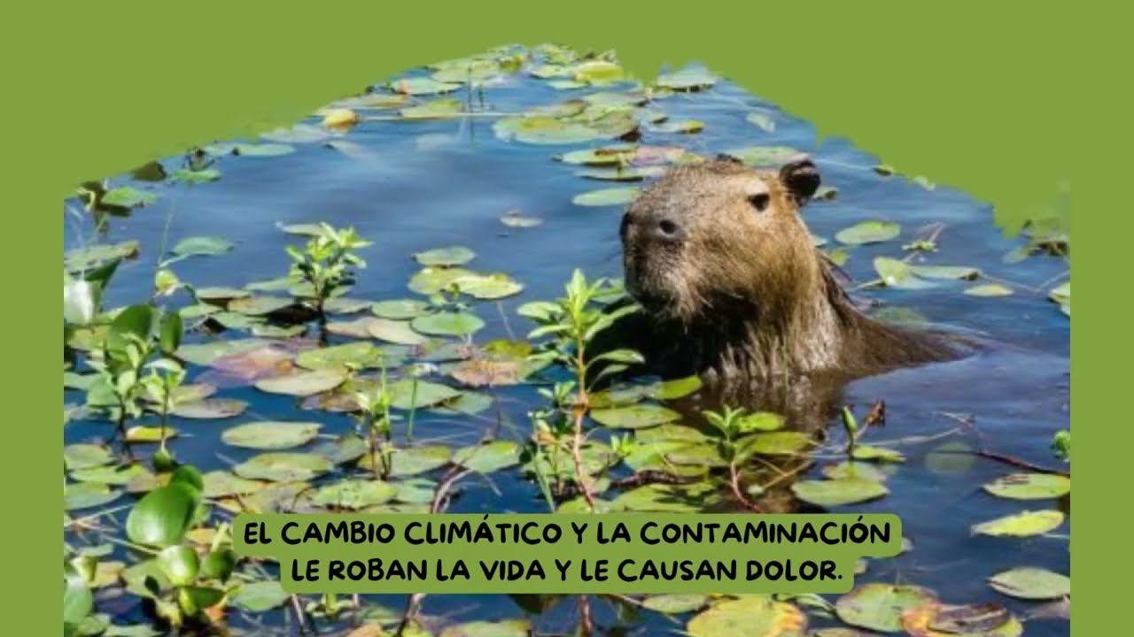 Poesía CUIDEMOS LOS HUMEDALES (Gabriela Villar)