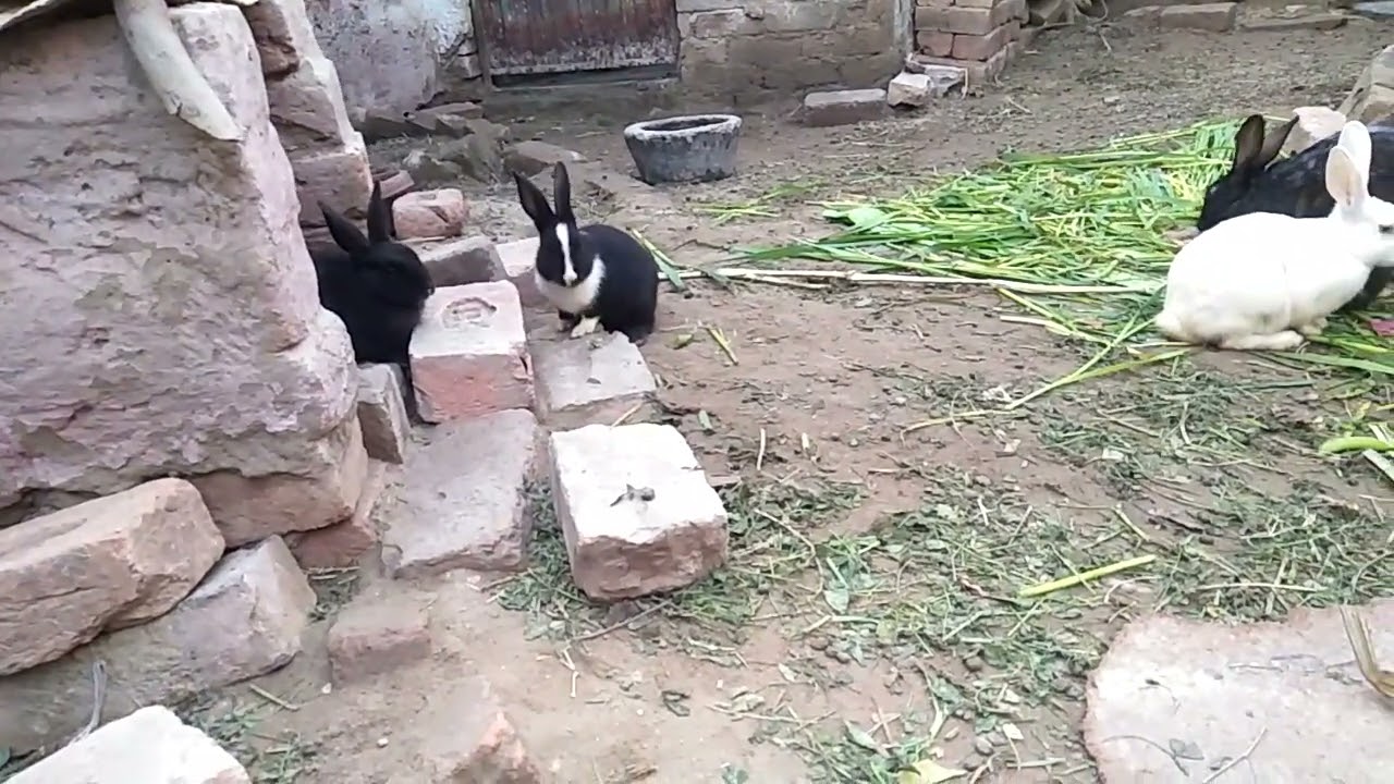 Sunny and bobby deol #cute #rabbit #day -253 aaj inko 2026