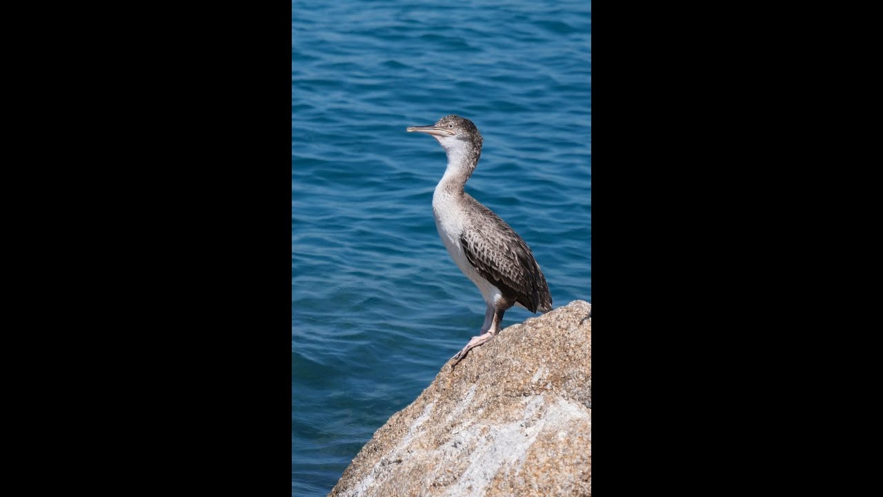 Port de CALVI. #shorts