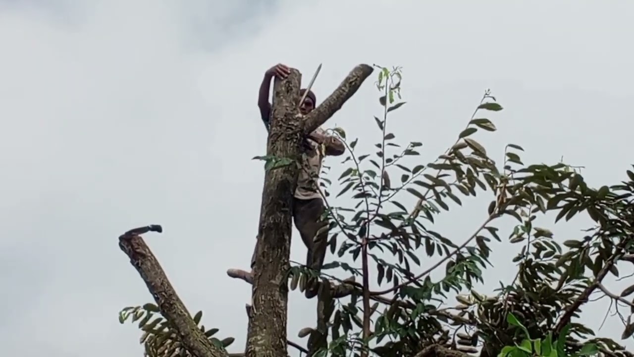 Diluar dugaan ‼️ tebang pohon diatas kandang ayam 