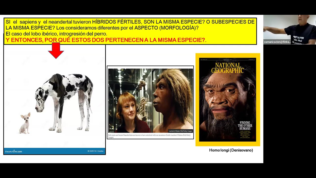 Inmunogenética de la introgresión neandertal