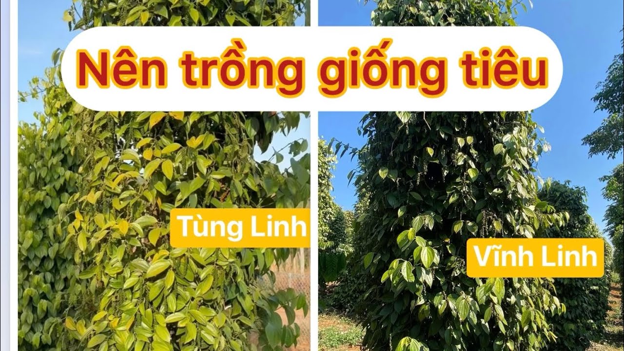 🌿 Trồng Giống tiêu Tùng Linh Hay Vĩnh Linh để đạt hiệu quả tốt ..!