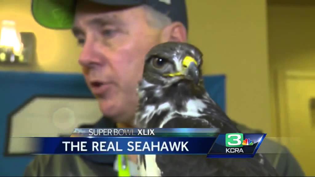 Seattle's most popular Seahawk? It might be Taima the Hawk