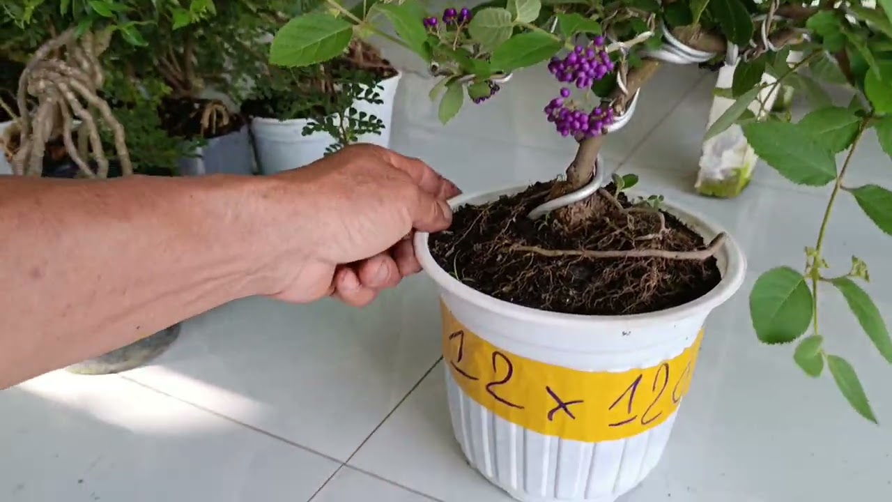 Mọi người có nhu cầu mua thì liên hệ sđt 0775982159