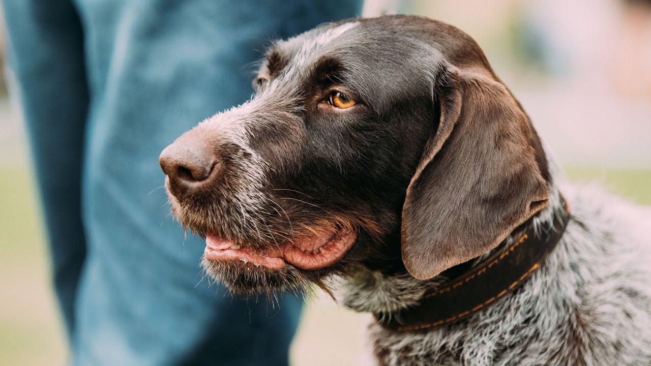 Positive Reinforcement Training for Dogs: Training Your Dog the Right Way!
