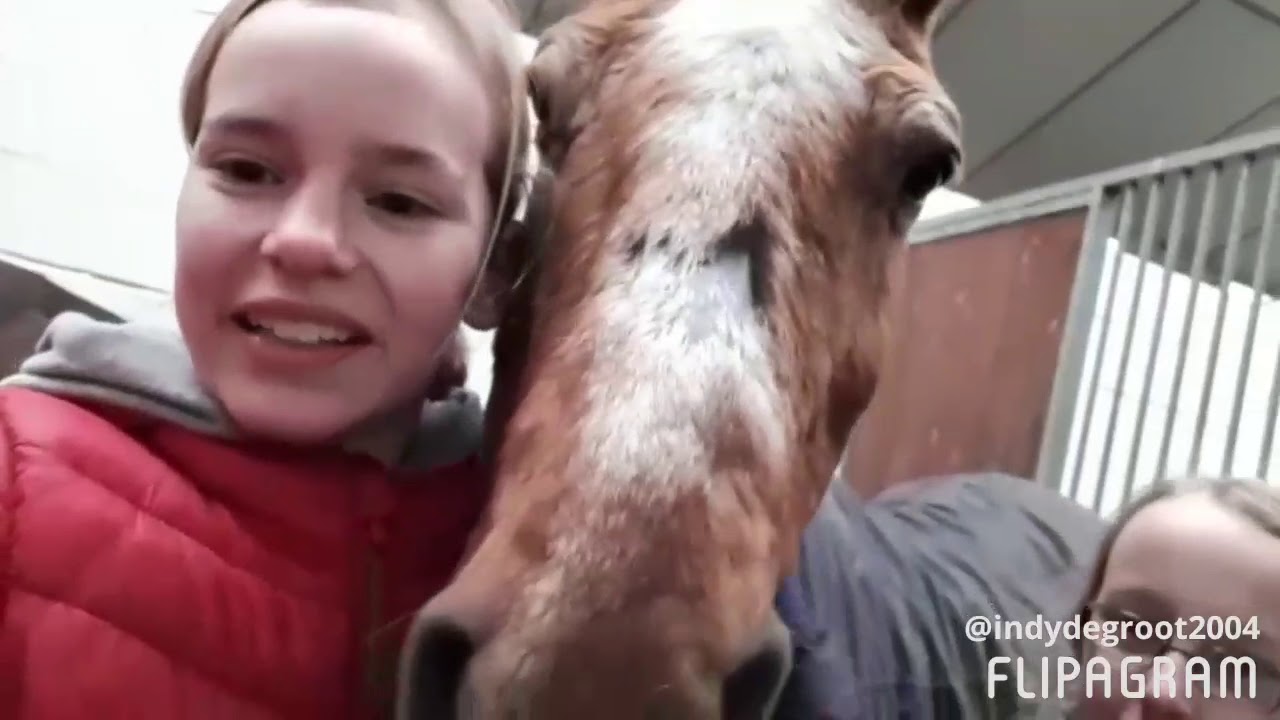 Manege de Hazelhorst Vlog 1