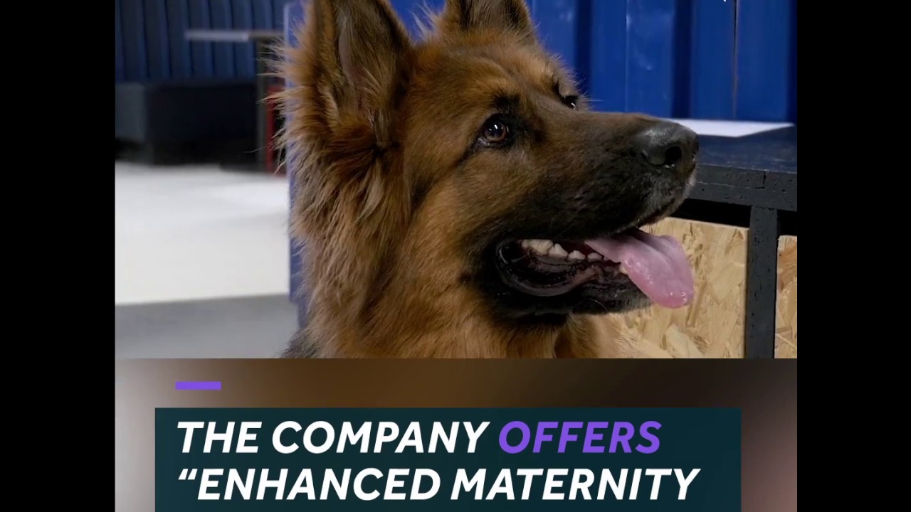 Brewery offers paid pawternity leave to employees