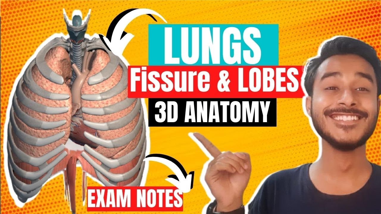 Lungs fissure and lobes anatomy | Mediastinal surface of lungs anatomy