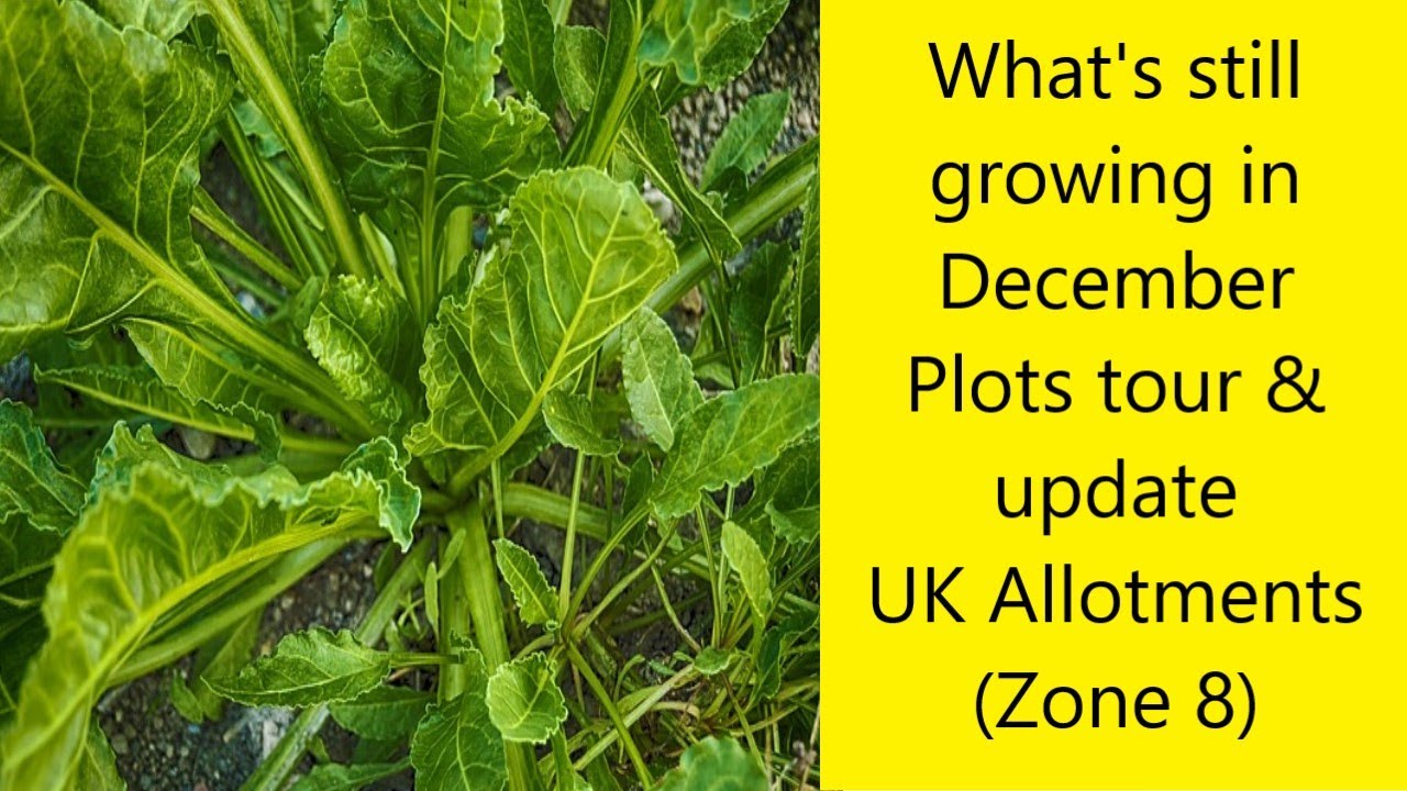 What's still growing in December - Plots tour and update - UK Allotments (Zone 8)