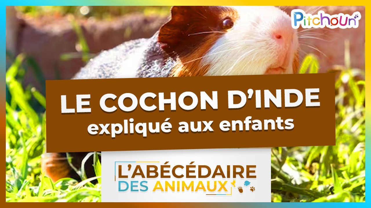 A la découverte du Cochon d’Inde - l'Abécédaire des Animaux